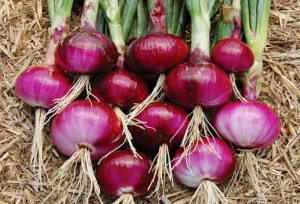 Onion