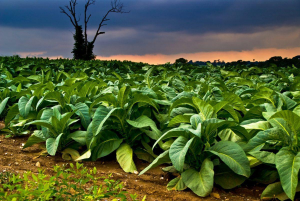 Tobacco