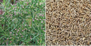CUMIN