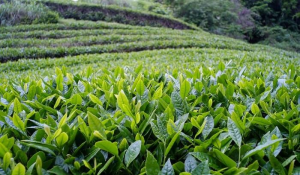 Tea 