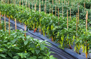 Chilli