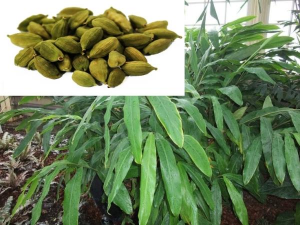 Cardamom