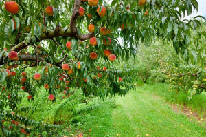 Peach
