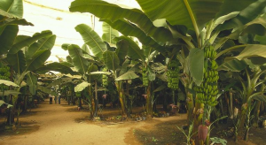 Banana 