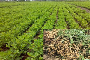 Groundnut 