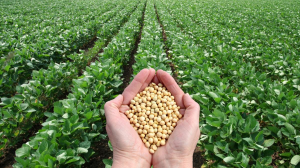 Soyabean
