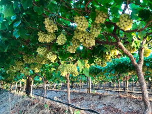 Grape