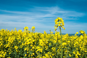 Mustard