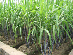 Sugar Cane  