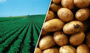 Potato   