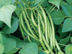 Frenchbean