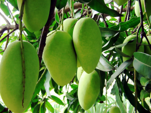 Mango 