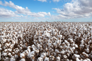 Cotton  