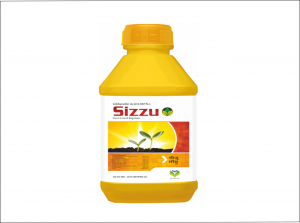 Sizzu 