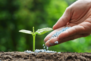 Fertilizers