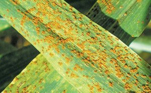 Fungicides